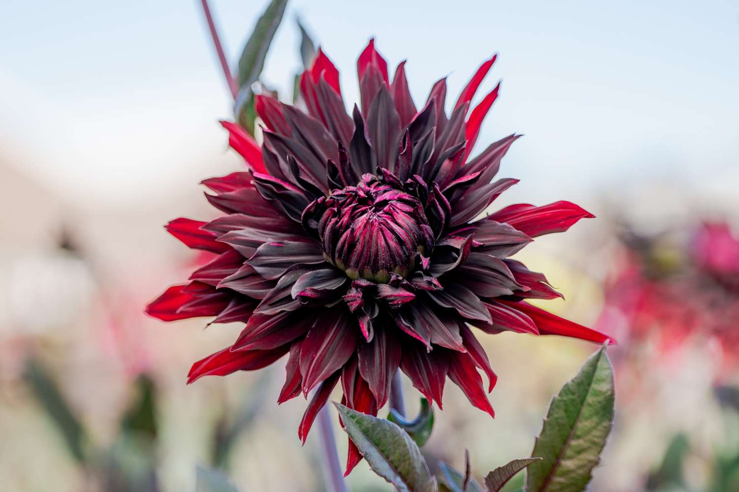 Daalia 'Black Jack'